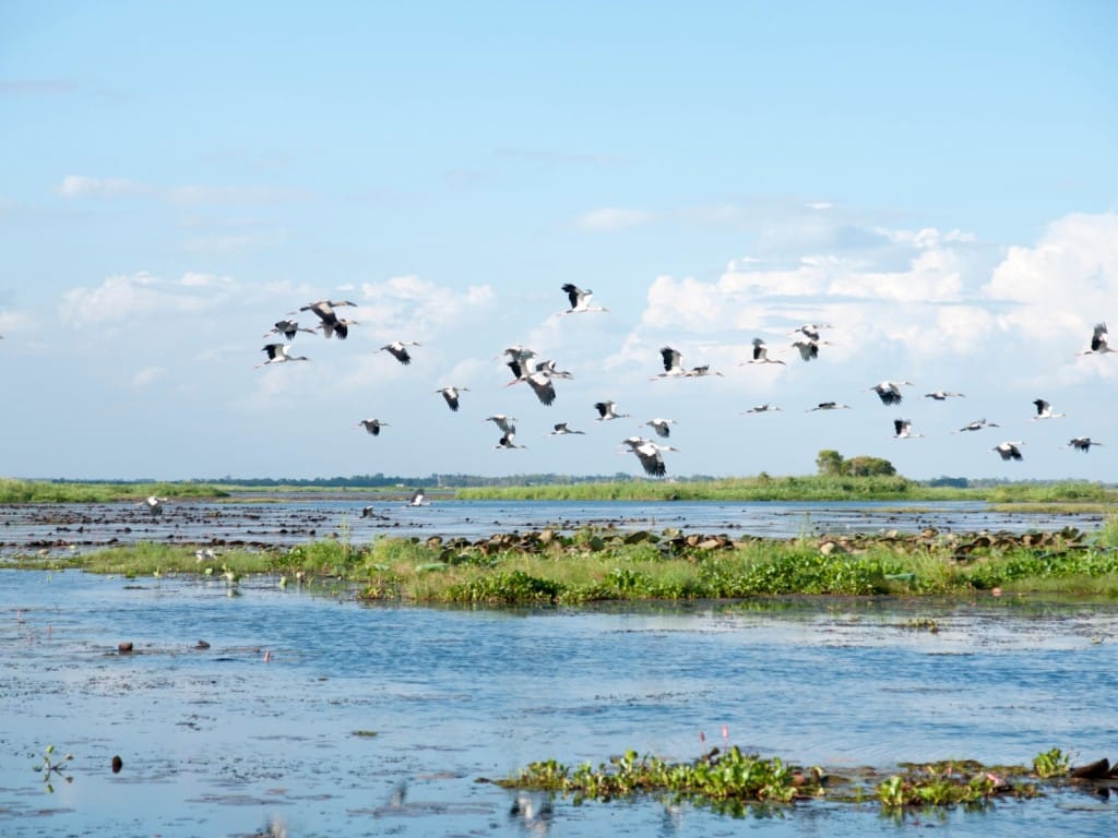 Aves acuáticas
