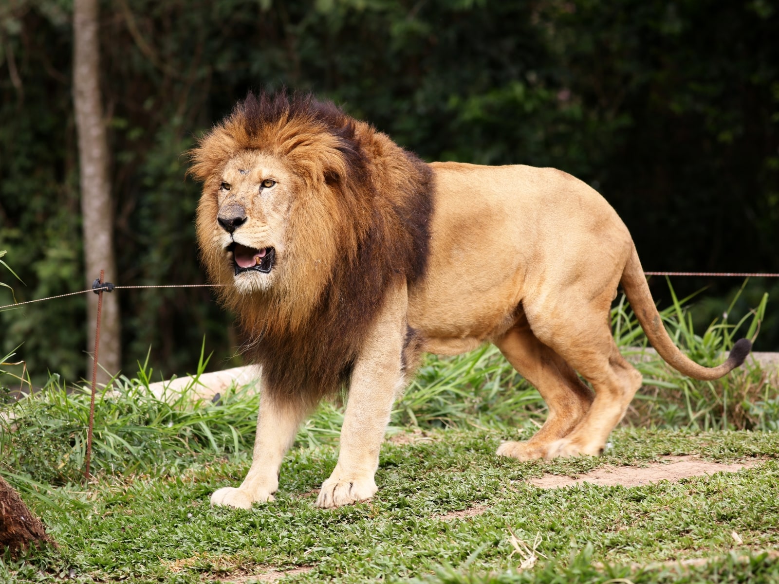 Imagen de león en un zoológico