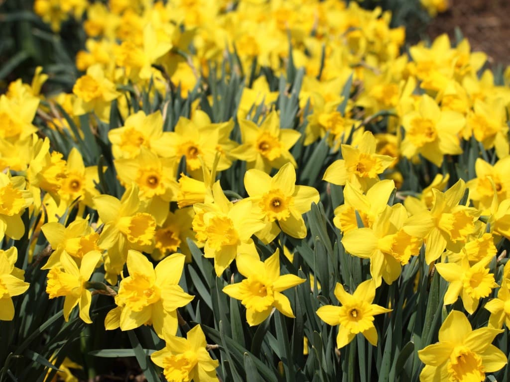 La hermosa flor narciso