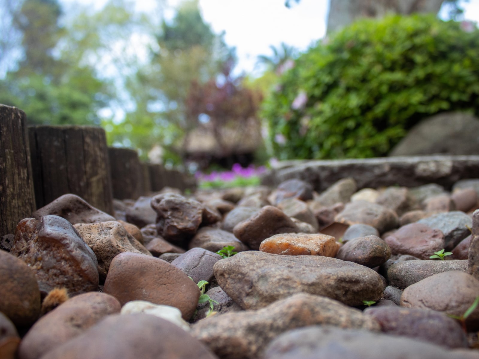 Fotografía de un cúmulo de piedras en el bosque
